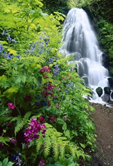 Fairy Falls, wildflowers, Columbia Gorge, Oregon Fairy Falls, wildflowers, Columbia Gorge, Oregon