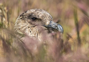 Falkland or Brown Skua or Subanarctic Skua (Stercorarius antarcticus, taxonomy in dispute) Falkland or Brown Skua or Subanarctic Skua (Stercorarius antarcticus, taxonomy in dispute)