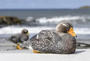 Falkland flightless steamer duck (Tachyeres brachypterus), a flightless duck endemic Falkland flightless steamer duck (Tachyeres brachypterus), a flightless duck endemic