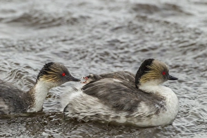 Falkland Islands, Sea Lion Island. Silvery grebe feeding chick Falkland Islands, Sea Lion Island. Silvery grebe feeding chick