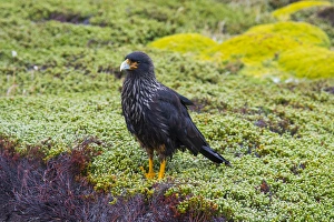 Falkland Islands. West Point Island. Striated caracara (Phalcoboenus australis) Falkland Islands. West Point Island. Striated caracara (Phalcoboenus australis)