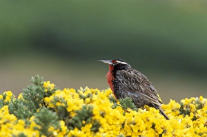 Falklands, West Point Island, Subantarctic. A long tailed Meadowlark forages for Falklands, West Point Island, Subantarctic. A long tailed Meadowlark forages for