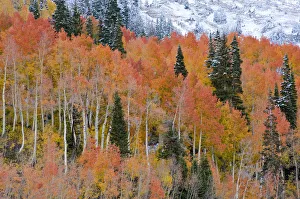 Fall Aspen Trees in orange, and early season snow at Alta, Utah, near Salt Lake City Fall Aspen Trees in orange, and early season snow at Alta, Utah, near Salt Lake City