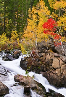 Fall color along Bishop Creek, Inyo National Forest, Sierra Nevada Mountains, California Fall color along Bishop Creek, Inyo National Forest, Sierra Nevada Mountains, California