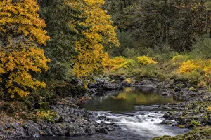 Fall color along the Nehalem River in the Tillamook State Forest, Oregon, USA Fall color along the Nehalem River in the Tillamook State Forest, Oregon, USA