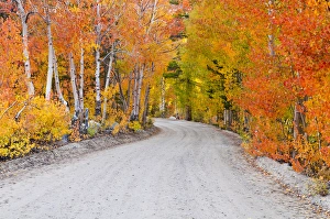 Fall color along the North Lake road, Inyo National Forest, Sierra Nevada Mountains Fall color along the North Lake road, Inyo National Forest, Sierra Nevada Mountains