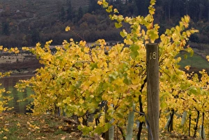 Fall colored vineyard at Willamette Valley Vineyards in the Willamette Valley near Turner Fall colored vineyard at Willamette Valley Vineyards in the Willamette Valley near Turner