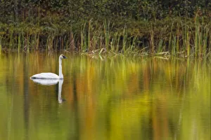 Fall colors and Trumpeter Swan, Council Lake, Hiawatha National Forest Fall colors and Trumpeter Swan, Council Lake, Hiawatha National Forest