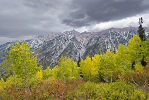 Fall Foliage in Little Cottonwood Canyon, Red Pine Trail, Wasatch-Cache National Forest Fall Foliage in Little Cottonwood Canyon, Red Pine Trail, Wasatch-Cache National Forest