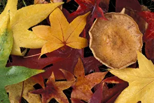 Fall Foliage Prints: Fall leaves