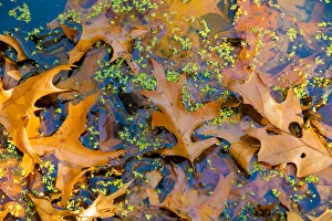 Fallen Fall foliage in pond among aquatic plants Fallen Fall foliage in pond among aquatic plants