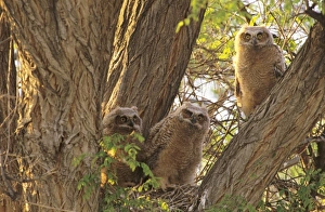 Family of Great Horned Owlets (Bubo virginianus) nest in a Cottonwood Tree. These Family of Great Horned Owlets (Bubo virginianus) nest in a Cottonwood Tree. These