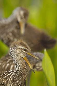 A family of Limpkin chicks, Aramus guarana, Viera wetlands, Florida A family of Limpkin chicks, Aramus guarana, Viera wetlands, Florida