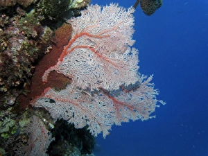 Fan Coral, Agincourt Reef, Great Barrier Reef, North Queensland, Australia Fan Coral, Agincourt Reef, Great Barrier Reef, North Queensland, Australia