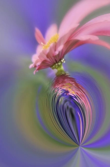 Fantasy version of Single Common Zinnia flower in garden with out of foucs flower Fantasy version of Single Common Zinnia flower in garden with out of foucs flower