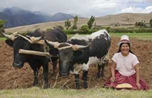 Farming images of traditional woman with corn wotking with oxen on farm in small Farming images of traditional woman with corn wotking with oxen on farm in small