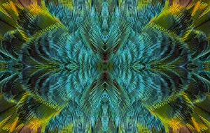 Beauty In Natural Patterns Prints: Feather Design