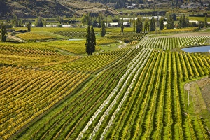 Felton Road Vineyard in autumn, Bannockburn, near Cromwell, Central Otago, South Island Felton Road Vineyard in autumn, Bannockburn, near Cromwell, Central Otago, South Island