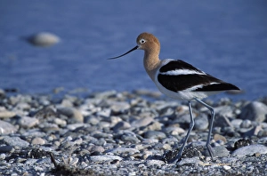 A female American Avocet, Recurvirostra americana, in a salt water pool on Antelope A female American Avocet, Recurvirostra americana, in a salt water pool on Antelope