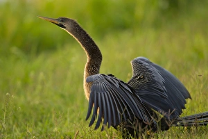 Female anhinga drying out wings on shoreline , Anhinga anhinga, Viera wetlands, Florida Female anhinga drying out wings on shoreline , Anhinga anhinga, Viera wetlands, Florida