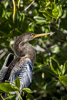 Female anhinga perched on mangrove branch in Florida Female anhinga perched on mangrove branch in Florida