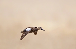Female blue winged teal (Anas discors) in flight at Funk WPA near Minden, Nebraska, USA Female blue winged teal (Anas discors) in flight at Funk WPA near Minden, Nebraska, USA