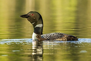 Female common loon with newborn chick on Beaver Lake near Whitefish, Montana, USA Female common loon with newborn chick on Beaver Lake near Whitefish, Montana, USA