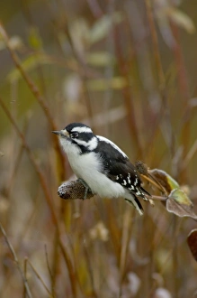 Female Downy Woodpecker, on flower seed stalk, Grand Teton NP, Wyoming Female Downy Woodpecker, on flower seed stalk, Grand Teton NP, Wyoming