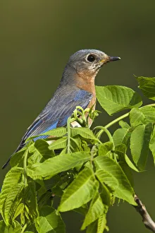 Female Eastern Bluebird with prey, Sialia sialis, Kentucky Female Eastern Bluebird with prey, Sialia sialis, Kentucky