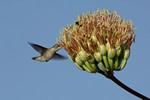 Female feeding on agave blossom, Portal, Chiricahua Mountains, Arizona, USA Female feeding on agave blossom, Portal, Chiricahua Mountains, Arizona, USA