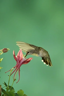 Female feeding on columbine, Paradise, Chiricahua Mountains, Arizona, USA Female feeding on columbine, Paradise, Chiricahua Mountains, Arizona, USA