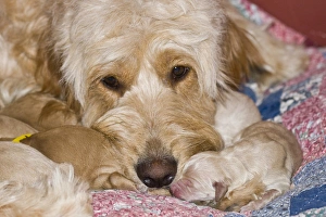 A female Goldendoodle with her newborn puppies A female Goldendoodle with her newborn puppies