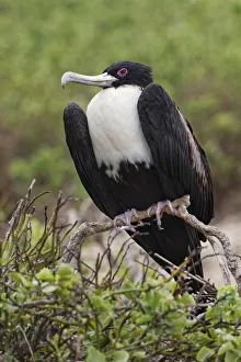 Female Great frigatebird, Genovesa Island, Ecuador Female Great frigatebird, Genovesa Island, Ecuador