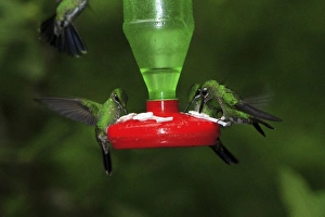 Female Green-crowned brillants at feeder (Heliodoxa jacula) Monteverde Cloud forest Female Green-crowned brillants at feeder (Heliodoxa jacula) Monteverde Cloud forest