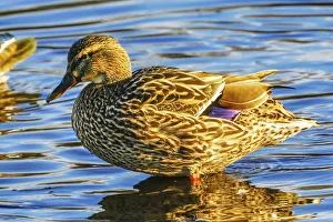 Female mallard duck, Juanita Bay Park, Kirkland Washington State Female mallard duck, Juanita Bay Park, Kirkland Washington State