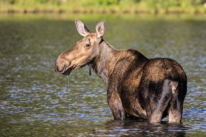 Female moose feeding in Glacier National Park, Montana, USA Female moose feeding in Glacier National Park, Montana, USA