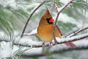 Female Northern Cardinal in snowy pine tree, Cardinalis cardinalis Female Northern Cardinal in snowy pine tree, Cardinalis cardinalis
