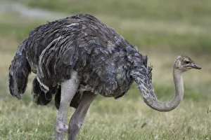 Female ostrich (Struthio camelus), Lake Nakuru National Park, Kenya Female ostrich (Struthio camelus), Lake Nakuru National Park, Kenya