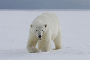 A female polar bear walks along the edge of the Beaufort Sea ice pack, in ANWR, Northern A female polar bear walks along the edge of the Beaufort Sea ice pack, in ANWR, Northern