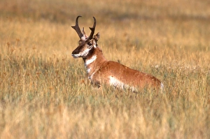 A female pronghorn or antelope laying down in a grassy field A female pronghorn or antelope laying down in a grassy field