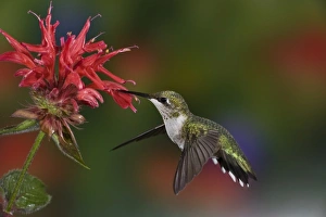 Female Ruby-throated Hummingbird feeding on flower, Louisville, Kentucky Female Ruby-throated Hummingbird feeding on flower, Louisville, Kentucky