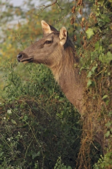 Female Sambar Deer, Keoladeo National Park, India Female Sambar Deer, Keoladeo National Park, India
