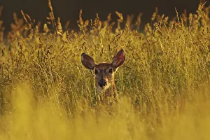 Female White-tailed Deer backlit in tall grass, western Kentucky, Odocoileus virginianus Female White-tailed Deer backlit in tall grass, western Kentucky, Odocoileus virginianus