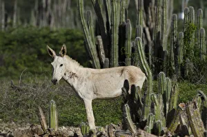 Feral Donkey or Ass (Equus africanus asinus) in Cactus scrub eco-system Feral Donkey or Ass (Equus africanus asinus) in Cactus scrub eco-system