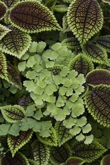 Flora And Fauna Photography Prints: Fern pattern
