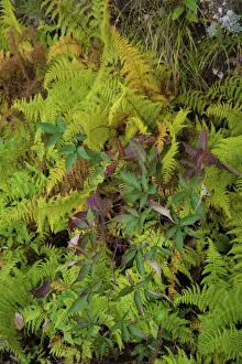 Ferns, Blue Ridge Parkway, Smoky Mountains, USA Ferns, Blue Ridge Parkway, Smoky Mountains, USA