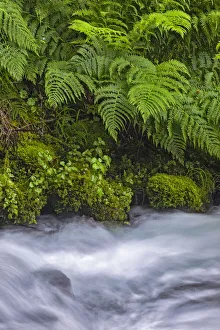 Ferns along cascade, Columbia River Gorge National Scenic Area, Oregon Ferns along cascade, Columbia River Gorge National Scenic Area, Oregon
