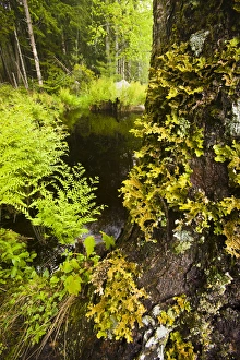 Ferns and a lichen-covered (Lobaria Pulmonaria) maple tree next to Moores Brook in Ferns and a lichen-covered (Lobaria Pulmonaria) maple tree next to Moores Brook in