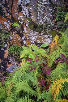 Ferns by rockface, Blue Ridge Parkway, Smoky Mountains, USA Ferns by rockface, Blue Ridge Parkway, Smoky Mountains, USA