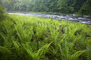 Ferns and the West Branch of the Westfield River in Chesterfield, Massachusetts Ferns and the West Branch of the Westfield River in Chesterfield, Massachusetts